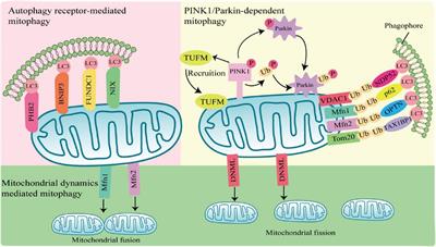 Crosstalk between mitophagy and innate immunity in viral infection